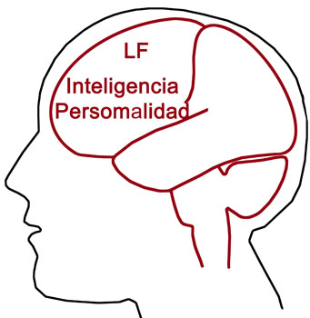2 Lobulo frontal