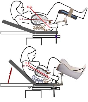 13_Brazos_y_Piernas_Ejes_copiar